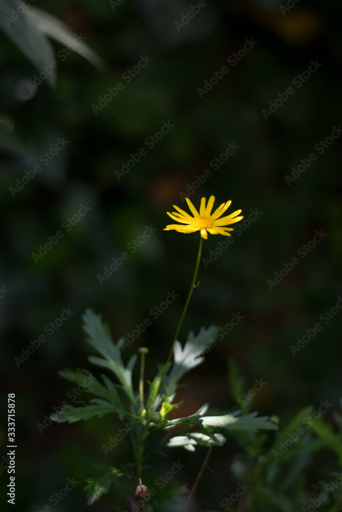 African bush daisy, bull’s-eye, Euryops chrysanthemoides, yellow flower with a bug on black background African bush daisy, bull’s-eye, Euryops chrysanthemoides, yellow flower with a bug on black background