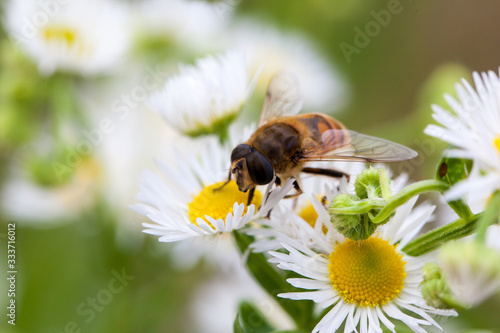 Bee in macro © Andrei