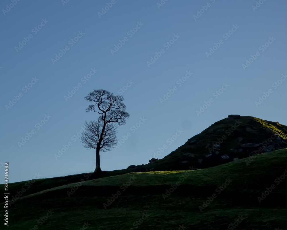 A lone tree stands stark against the blue sky on a hill above the Bronte village of Haworth in Yorkshire A lone tree stands stark against the blue sky on a hill above the Bronte village of Haworth in Yorkshire