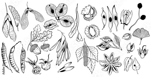 Set of seeds from trees. Collection of fruits of oak, chestnut, and dry leaves. Set of materials for autumn Ekibana. Vector illustration for children. photo