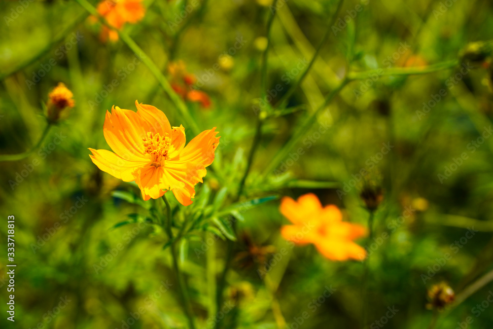 flower fields are yellow in the wildflowers on cool days on the roadside. flower fields are yellow in the wildflowers on cool days on the roadside.