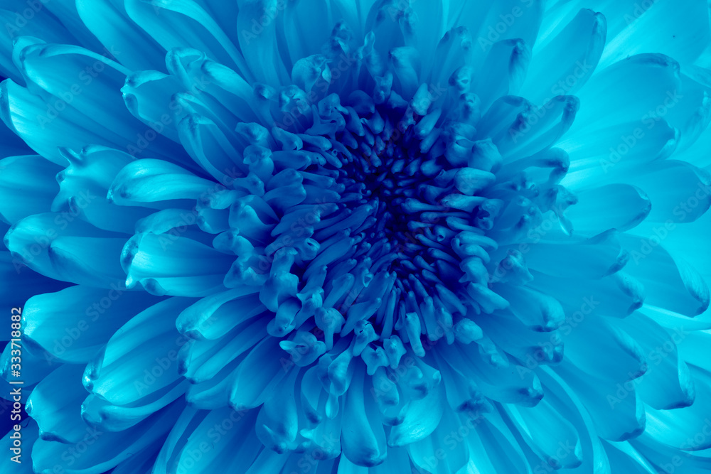 Chrysanthemum flower, close up, blue toning.