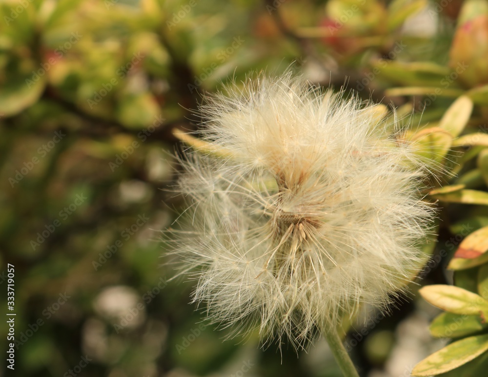 Fototapeta premium Dente de Leão