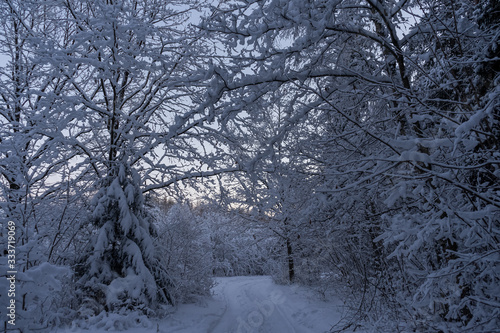 Snowy road in rural Lithuania forest area near Kurtuvenai. Exploring surroundings that are covered in deep snow