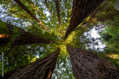 Redwood Ring © Dave