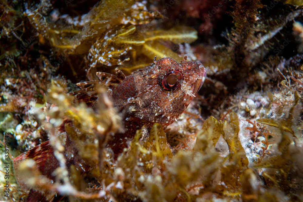 Bearded Scorpionfish. Macro underwater photography.Scorpionfish, Scorpaenidae are a family of mostly marine fish that includes many of the world's most venomous species. 