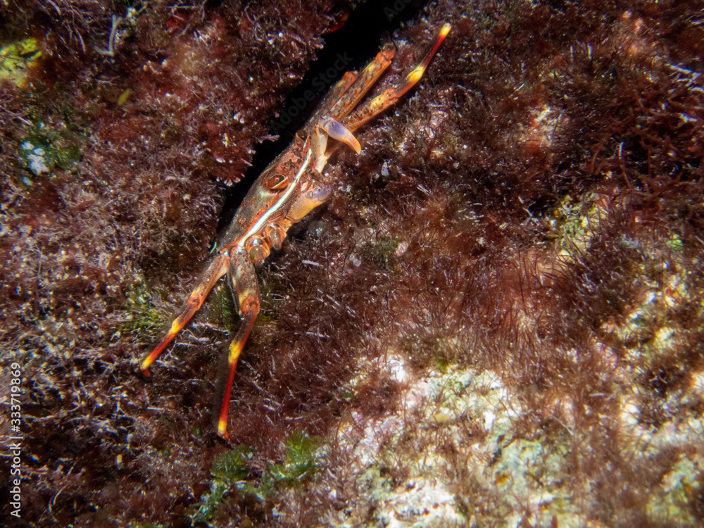 Sally Lightfoot crab (Percnon gibbesi).Crab in the Rock in Greece 