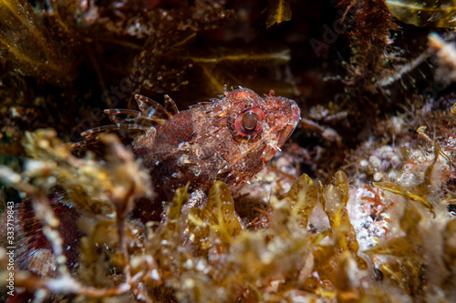 Bearded Scorpionfish. Macro underwater photography.Scorpionfish  Scorpaenidae are a family of mostly marine fish that includes many of the world s most venomous species. 