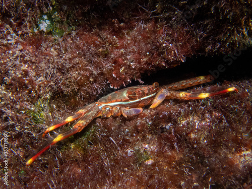 Sally Lightfoot crab (Percnon gibbesi).Crab in the Rock in Greece 