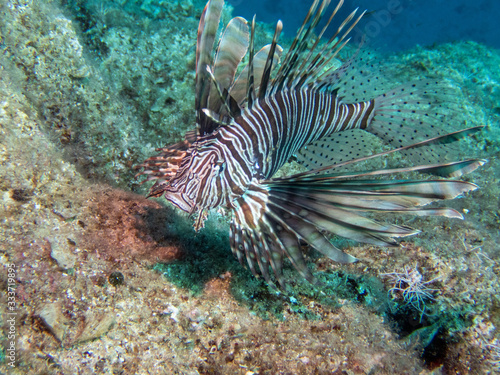 Volitan Lionfish, Pterois volitans swimming . The lionfish is a venomous coral reef fish.Lionfish hunting just below the surface. Underwater photo. Common Lionfish has a specific name Pterois volitans © Svetlin