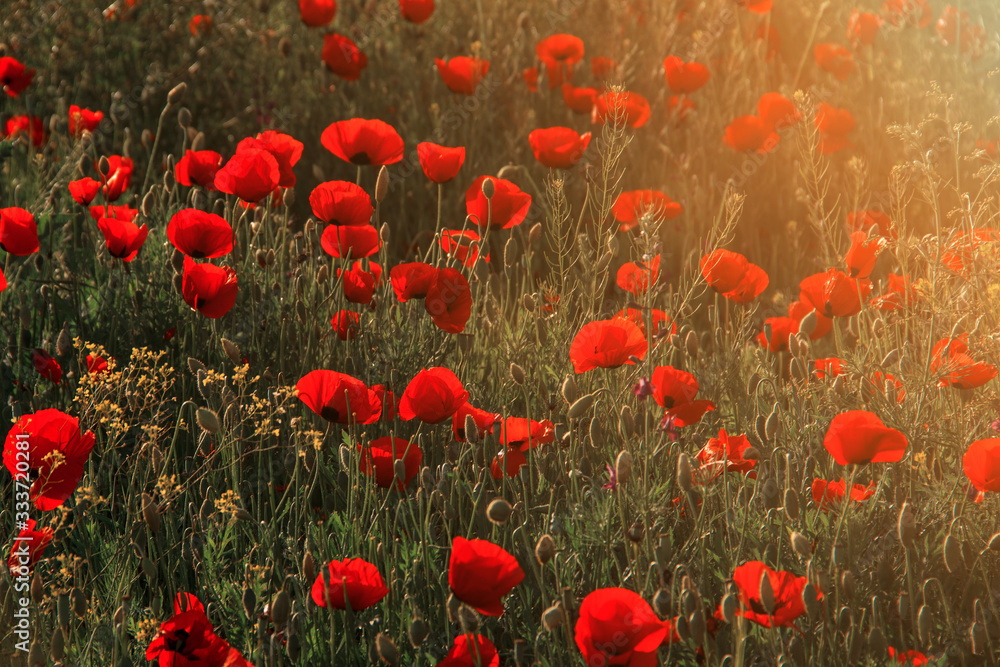Obraz premium flowering poppy fields with sunshine