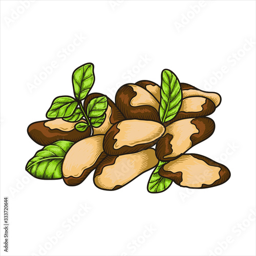 brazil nut peanut chasews illustration