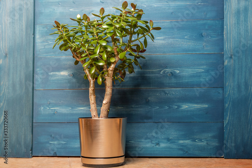 Succulent houseplant Crassula ovata in a pot on a blue wooden background photo