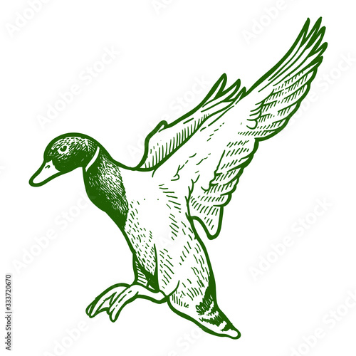 Fotótapéta flying mallard duck  hand drawing