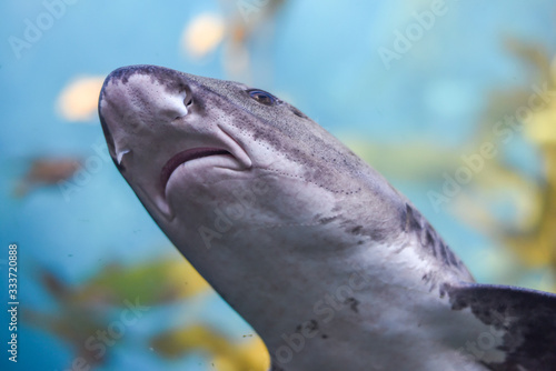 Close up of a leopard shark  Triakis semifasciata  as it swims in a kelp bed along the Pacific Coast of California. 