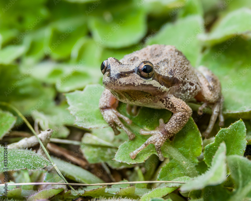 Pacific tree frogs (Pseudacris regilla) are common in Monterey, California. Their range includes California, Oregon, Washington, Canada and southern Alaska. They can change between green and brown. Pacific tree frogs (Pseudacris regilla) are common in Monterey, California. Their range includes California, Oregon, Washington, Canada and southern Alaska. They can change between green and brown.