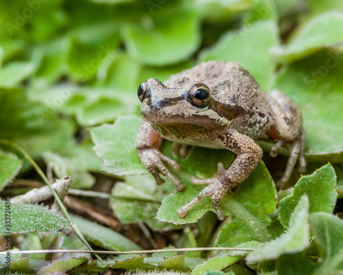 Pacific tree frogs (Pseudacris regilla) are common in Monterey, California. Their range includes California, Oregon, Washington, Canada and southern Alaska. They can change between green and brown.