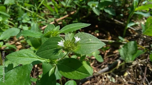 Wallpaper Mural Weeds green in the nature background. Borreria alata grass or javanese called as udel-udelan. Torontodigital.ca