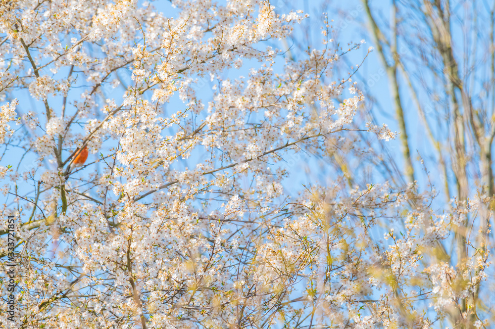 a bullfinch sits in a tree with white flowers and starts a bullfinch sits in a tree with white flowers and starts
