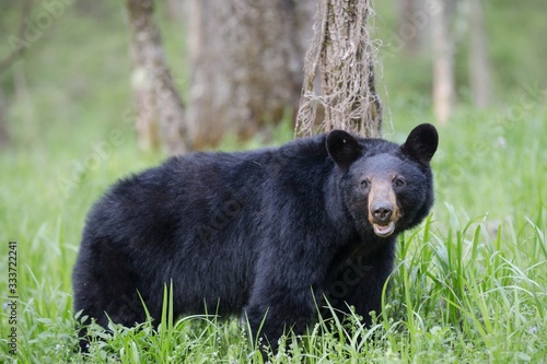 Photography Adult black bear in Cades Cove Valley Great Smokey Mountains National Park in Te