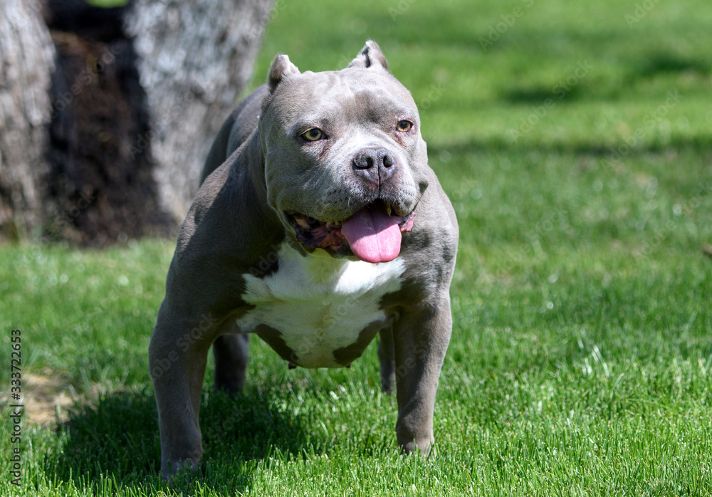 Short, squat pitbull posing in the grass