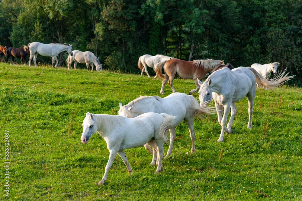 Obraz premium Pferde auf der Koppel