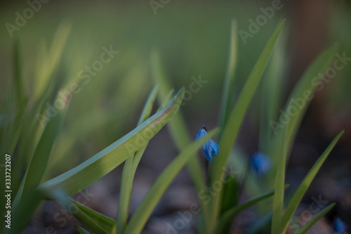  blue snowdrop on a background of greenery