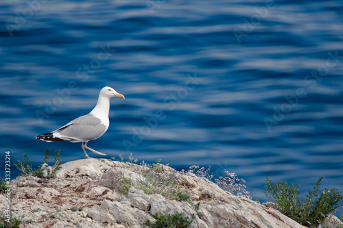 seagull on the stone coastline