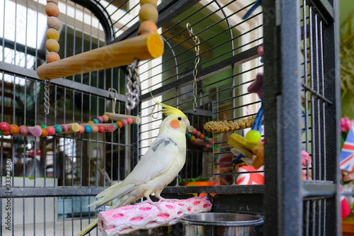 Canvas Print Adult male cockatiel bird seen on his main perch, seen beside his metal mirror
