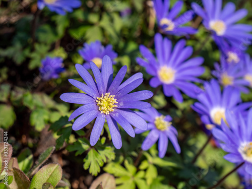 Balkan-Windr  schen Anemone blanda bl  ht im Fr  hling im Garten