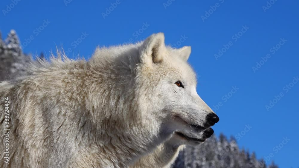 Polar wolfs on the background of a non-snowy forest. Polar wolfs on the background of a non-snowy forest.