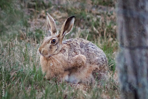 Close up of an european hare