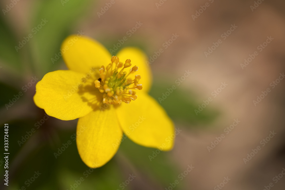 Blooming plant Anemone ranunculoides in the forest. Known as Yellow Anemone or Buttercup Anemone. Detail of yellow flower, blurry background, sunny day. Blooming plant Anemone ranunculoides in the forest. Known as Yellow Anemone or Buttercup Anemone. Detail of yellow flower, blurry background, sunny day.