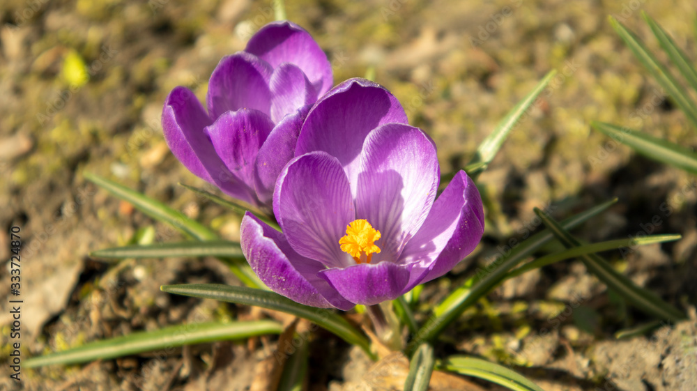 Fototapeta premium purple crocuses in the spring sun