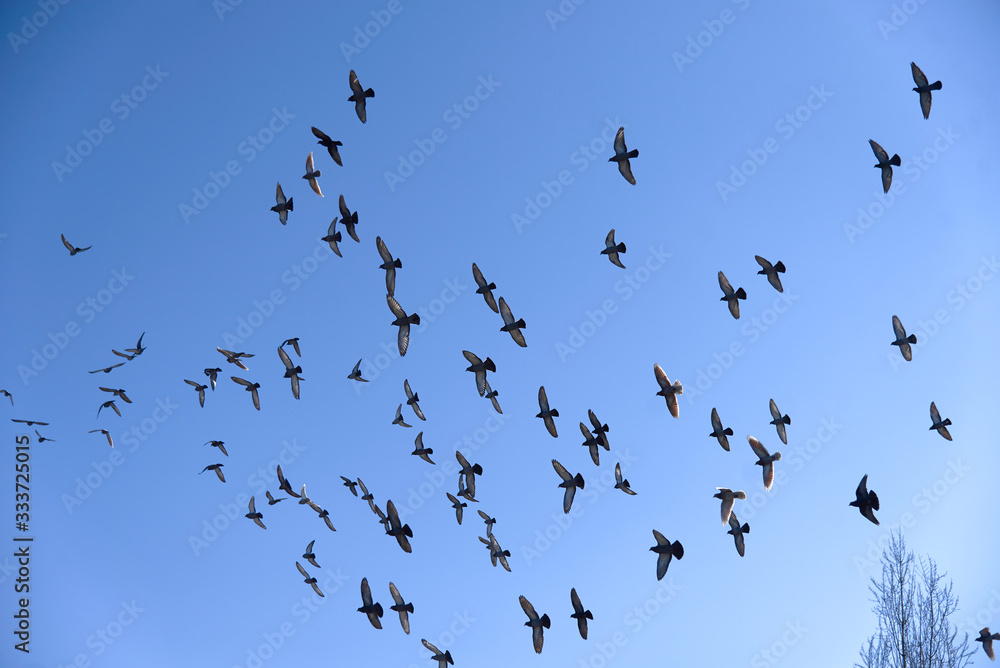 Taubenschwarm am blauen Himmel