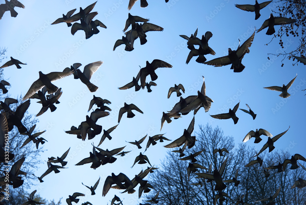 Fototapeta premium Taubenschwarm am blauen Himmel