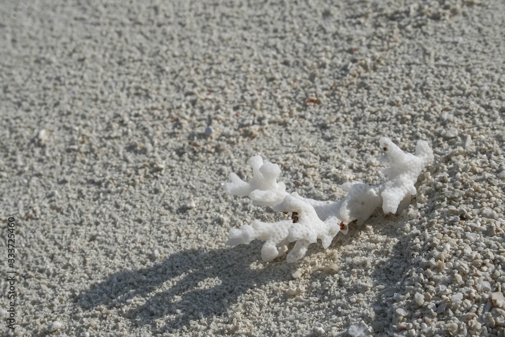 Fototapeta premium little white coral lying on the beach