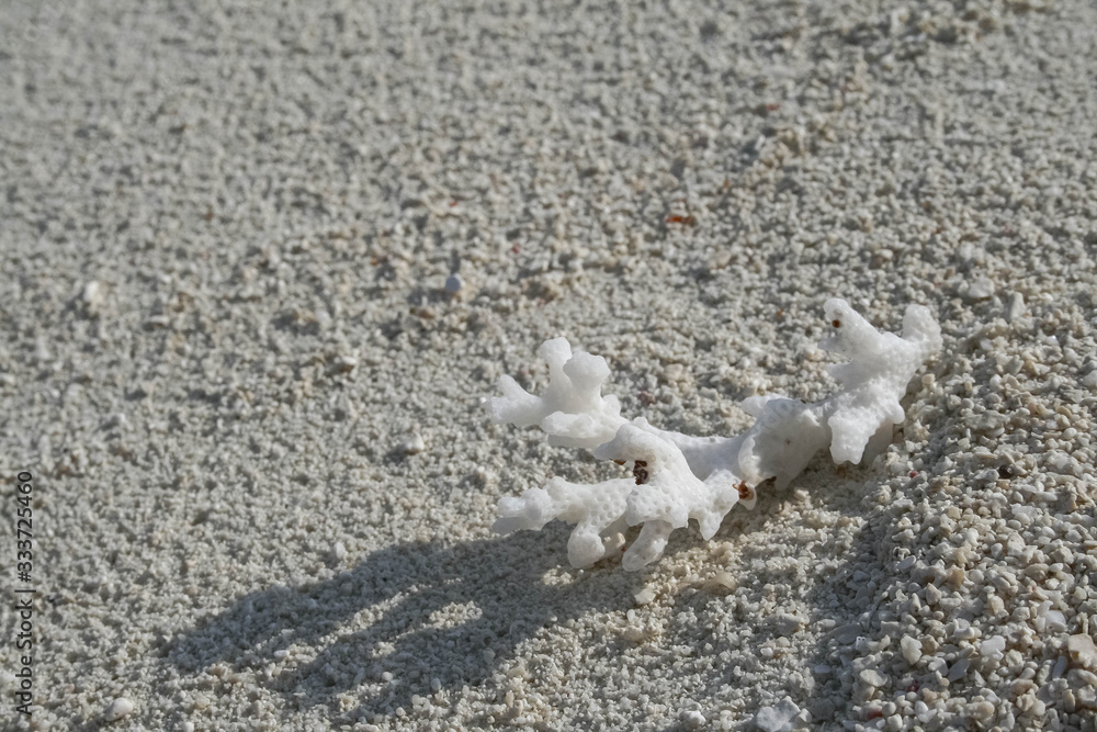 little white coral lying on the beach