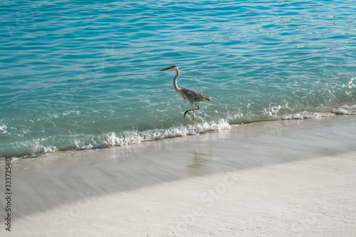 grey heron on the beach in Maldives