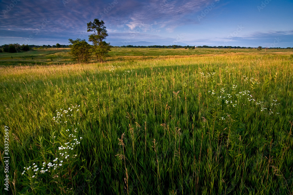 A summer sunrise over prairie grasses and native wildflowers.