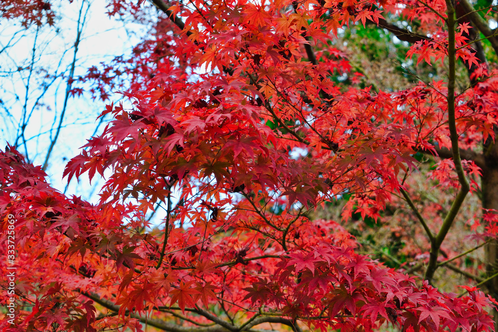 京都の秋の紅葉 青空に映える鮮やかで美しい赤いモミジ(日本京都市京都府)Autumn leaves in Kyoto: Vibrant and beautiful red maples that shine against the blue sky (Kyoto City, Kyoto Prefecture, Japan) 京都の秋の紅葉 青空に映える鮮やかで美しい赤いモミジ(日本京都市京都府)Autumn leaves in Kyoto: Vibrant and beautiful red maples that shine against the blue sky (Kyoto City, Kyoto Prefecture, Japan)