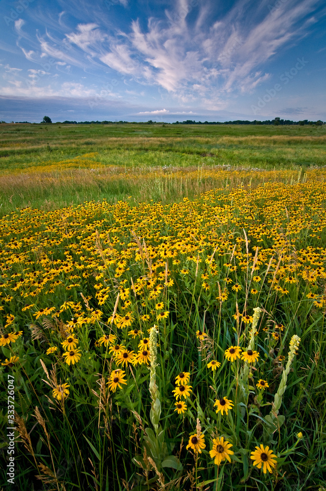 A drift of black-eyed susan native wildflowers at sunrise in a Midwest prairie setting.