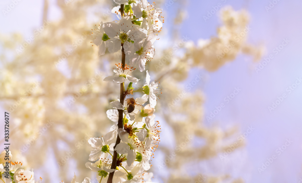 Blossoming Cherry. Bee in the on a flower. Spring. Bee and white flowers