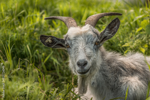 Peaceful goat