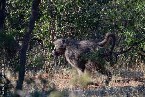 Wild baboon running away