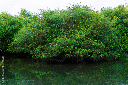 Mangrove trees on the swamp near the salt lake in kerala   india