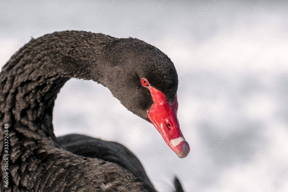 Fototapeta premium cygne