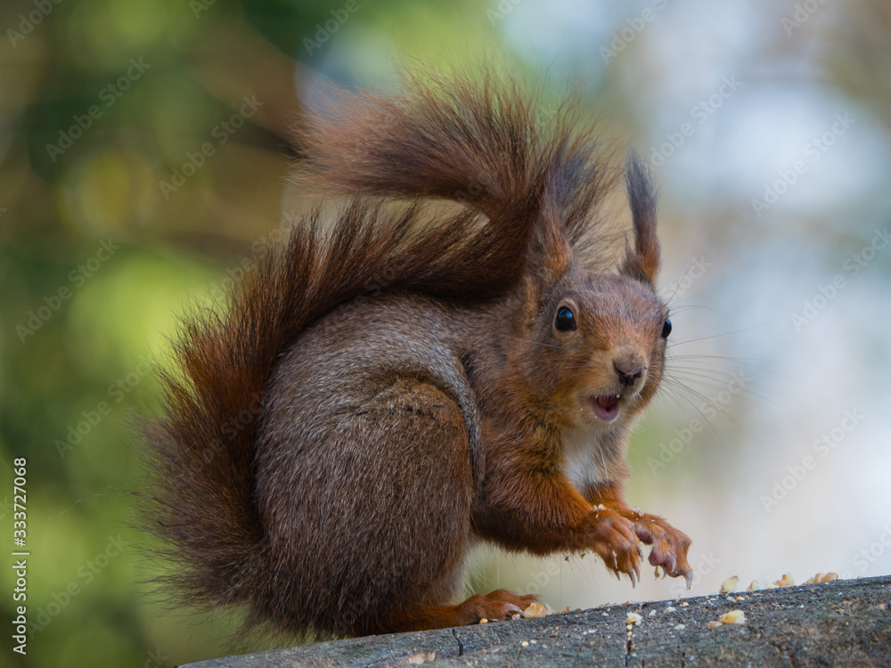 Nahaufnahme eines euraischen Eichhörnchens mit Blick in die Kamera, Sciurus vulgaris Nahaufnahme eines euraischen Eichhörnchens mit Blick in die Kamera, Sciurus vulgaris