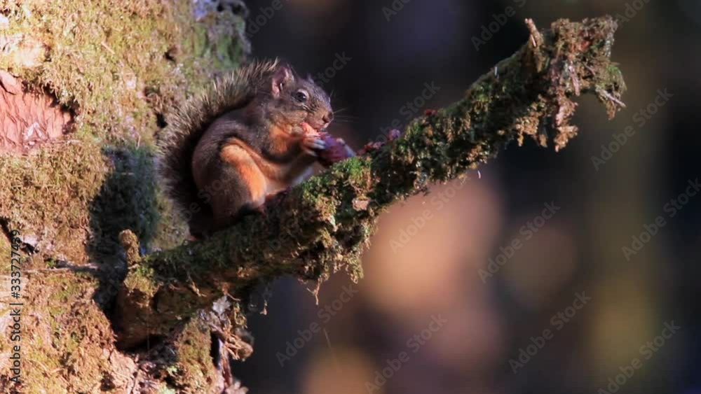 Small squirrel in the forest near the Oregon Coast feeding with afternoon light lighting him thru the trees Small squirrel in the forest near the Oregon Coast feeding with afternoon light lighting him thru the trees