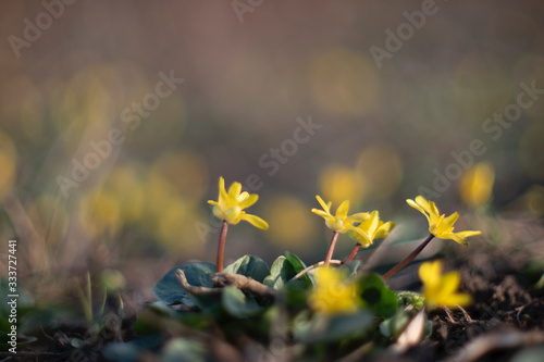 yellow wild flowers 